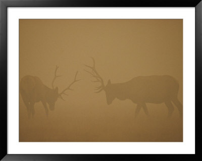 Two Bull Elk Battle Amidst The Smoke Of The Yellowstone National Park Fire Of 1988 by Michael S. Quinton Pricing Limited Edition Print image