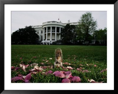 An Eastern Gray Squirrel Eating On The White House Lawn by Chris Johns Pricing Limited Edition Print image