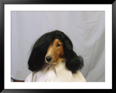 A Collie Is Posed For A Humorous Photograph Wearing A Wig by Joel Sartore Pricing Limited Edition Print image