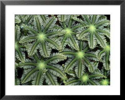 A Group Of Soft Coral by Wolcott Henry Pricing Limited Edition Print image