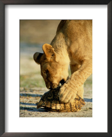 A One-Year-Old Lion Cub Investigates A Leopard Tortoise by Beverly Joubert Pricing Limited Edition Print image