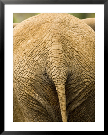Closeup Of The Rear Ened Of An African Elephant by Tim Laman Pricing Limited Edition Print image