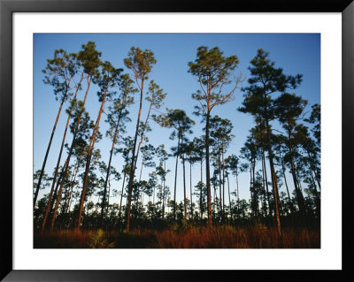 View At Sunset Of Towering Pine Trees In Everglades National Park by Raul Touzon Pricing Limited Edition Print image