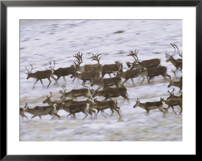 Caribou Herd Running On Winter Tundra, Alaska by Michael Melford Pricing Limited Edition Print image