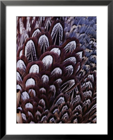 The Feathers Of A Pheasant by Farrell Grehan Pricing Limited Edition Print image