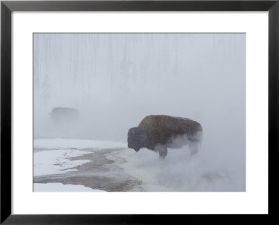 American Bison Graze In A Cloud Of Fog Caused By Melting Snow by Norbert Rosing Pricing Limited Edition Print image