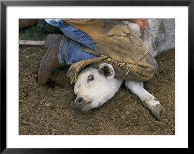 With A Cowboys Knee On Its Neck, A Calf Is Held To The Ground For Branding by Paul Chesley Pricing Limited Edition Print image