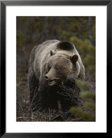 A Grizzly Wanders Through The Forest Looking For A Meal by Michael S. Quinton Pricing Limited Edition Print image