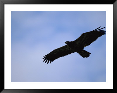 Silhouetted Golden Eagle In Flight Over Adak Island by Joel Sartore Pricing Limited Edition Print image