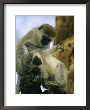 A Pair Of Vervet Monkeys Grooming by Michael Melford Pricing Limited Edition Print image