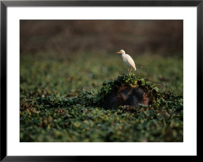 Hippopotamus Submerged In Duckweed With Egret On Its Head by Chris Johns Pricing Limited Edition Print image