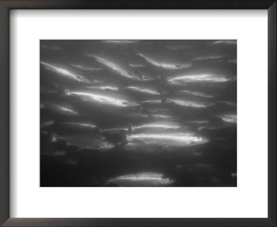 A School Of Silvery Salmon by Heather Perry Pricing Limited Edition Print image