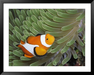 A Clown Anemonefish Amid The Stinging Tentacles Of A Sea Anemone by Wolcott Henry Pricing Limited Edition Print image
