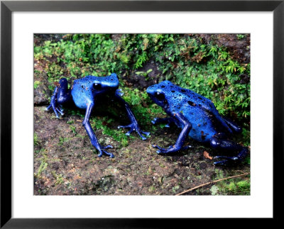 Blue Poison-Dart Frogs by George Grall Pricing Limited Edition Print image