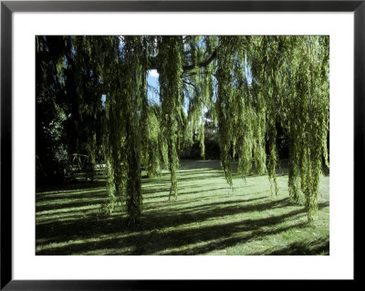 Weeping Willow Casts Long, Cool Shadows Onto A Garden Lawn, Australia by Jason Edwards Pricing Limited Edition Print image