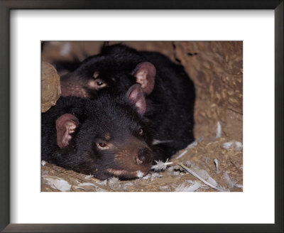 Tasmanian Devils Rest In A Hollow Log With Feathers Left From A Meal, Australia by Jason Edwards Pricing Limited Edition Print image