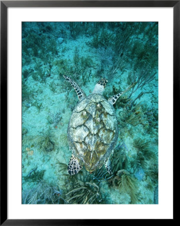 An Endangered Hawksbill Turtle, Eretmochelys Imbricata, Swimming by Brian J. Skerry Pricing Limited Edition Print image