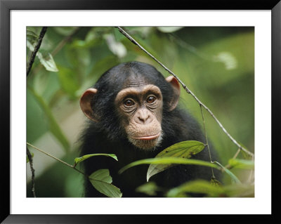A Young Chimpanzee Peeks Through The Leaves Of The Tai Forest by Michael Nichols Pricing Limited Edition Print image
