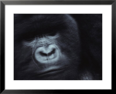 A Silverback Mountain Gorilla by Michael Nichols Pricing Limited Edition Print image