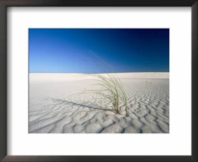 Grasses Sprout Up From A Desert Landscape by Jason Edwards Pricing Limited Edition Print image
