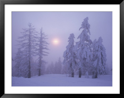 Snow Blankets Trees On Diamond Peak by Phil Schermeister Pricing Limited Edition Print image