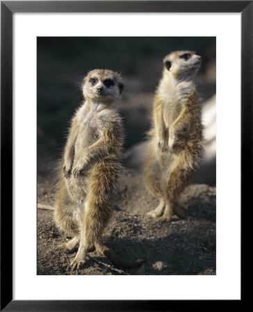 Two Meerkats Stand Guard Outside Their Den by Nicole Duplaix Pricing Limited Edition Print image