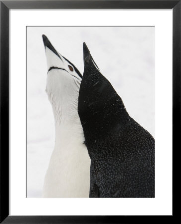 A Courtship Display By Two Chin Strap Penguins by Ralph Lee Hopkins Pricing Limited Edition Print image
