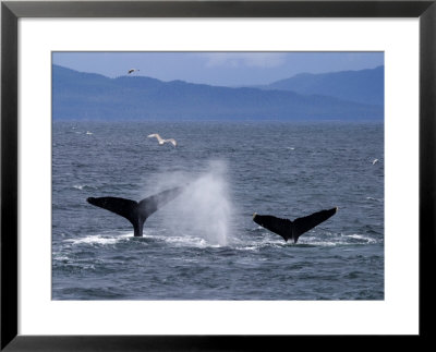 Tail Flukes Of Diving Humpback Whales As They Feed by Ralph Lee Hopkins Pricing Limited Edition Print image