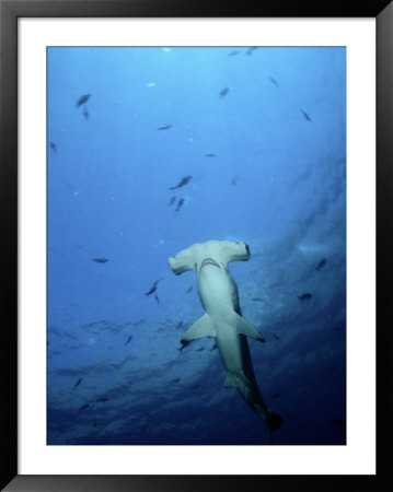 A Scalloped Hammerhead Shark Photographed From Beneath by Wolcott Henry Pricing Limited Edition Print image