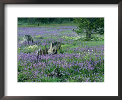 A Field Of Violets by Raymond Gehman Pricing Limited Edition Print image