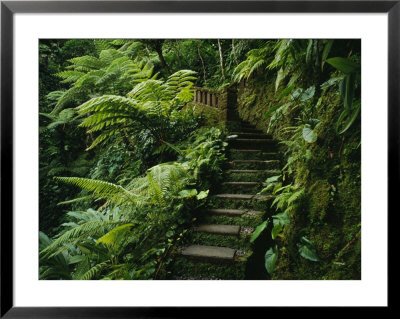 Stone Steps And A Path Cut Through Dense Jungle And Palm Trees by Eightfish Pricing Limited Edition Print image