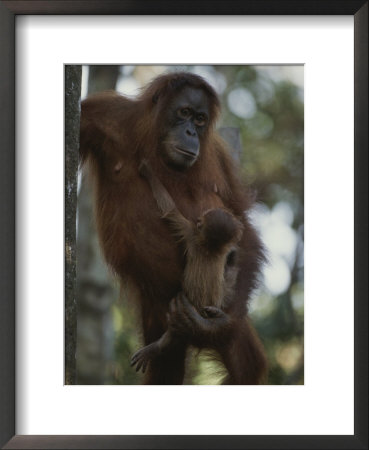 A Former Captive Orangutan And Her Baby, Which Was Born In The Wild by Michael Nichols Pricing Limited Edition Print image