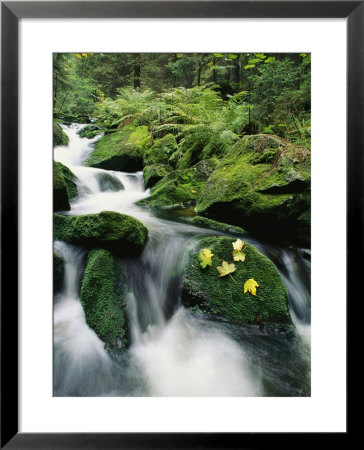 Mountain Stream Cascading Around Moss-Covered Rocks by Norbert Rosing Pricing Limited Edition Print image