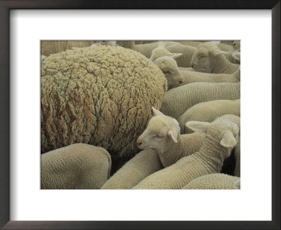 Sheep And Lambs In Pen by Joel Sartore Pricing Limited Edition Print image