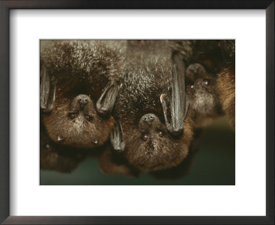 A Group Of Rodrigues Fruit Bats Hanging Upside Down by Joel Sartore Pricing Limited Edition Print image