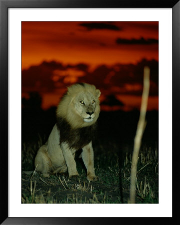 A Lion With Shining Eyes Looks Into The Camera by Beverly Joubert Pricing Limited Edition Print image