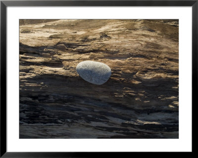 Close-Up Of A Stone On A Piece Of Driftwood, Block Island, Rhode Island by Todd Gipstein Pricing Limited Edition Print image