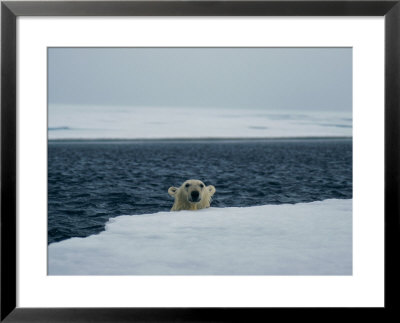 A Wet Polar Bear Sticks His Head Up Above The Ice by Paul Nicklen Pricing Limited Edition Print image