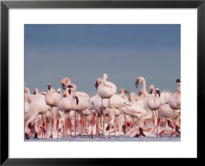 A Crowd Of Lesser Flamingos Gathered On The River by Beverly Joubert Pricing Limited Edition Print image