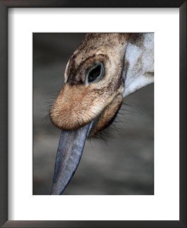 A Giraffe Sticks Its Tongue Out For The Camera by Wolcott Henry Pricing Limited Edition Print image