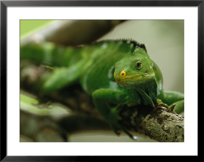 Crested Iguana Perched On A Tree Branch by Tim Laman Pricing Limited Edition Print image
