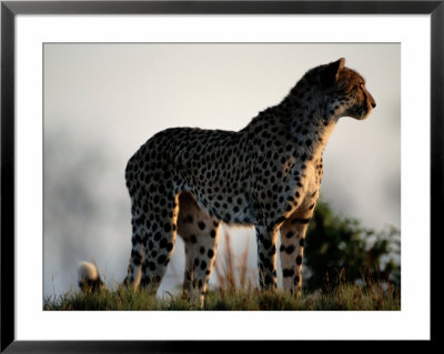 A Portrait Of An African Cheetah Looking Into The Distance by Chris Johns Pricing Limited Edition Print image