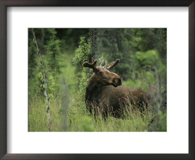 A Moose Stands In Tall Grass by Melissa Farlow Pricing Limited Edition Print image