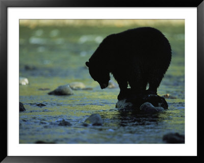 Black Bear Perched On Rock Watching For Fish by Joel Sartore Pricing Limited Edition Print image