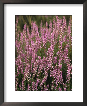 Heather In Bloom On Hiddensee Island by Norbert Rosing Pricing Limited Edition Print image