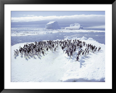 A Group Of Adelie Penguins, Pygoscelis Adeliae, Stand On An Ice Floe by Bill Curtsinger Pricing Limited Edition Print image