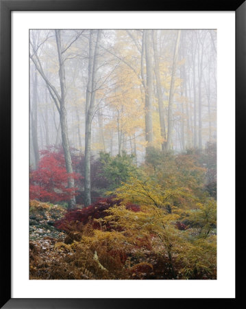 Japanese Maple Trees In The Fog by Darlyne A. Murawski Pricing Limited Edition Print image