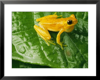 Close View Of A Yellow Tree Frog (Hyla Imbricata) by George Grall Pricing Limited Edition Print image