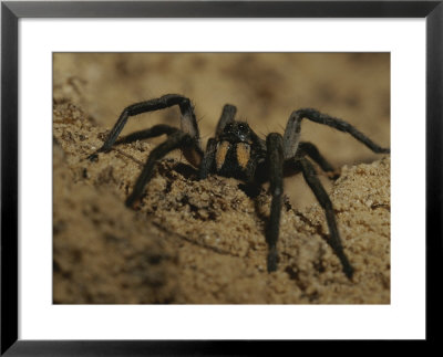 Mygalomorph Spider by Jason Edwards Pricing Limited Edition Print image