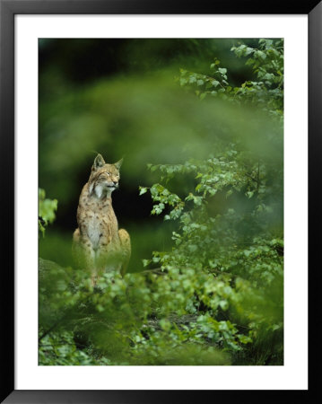 Lynx In Woodland by Norbert Rosing Pricing Limited Edition Print image